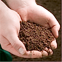 soil in hands